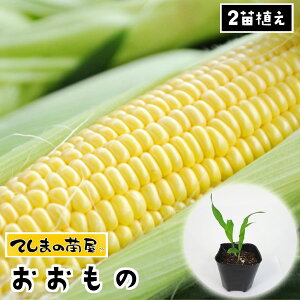 �y�Ă��܂̕c�z �g�E�����R�V�c �������� �����c 9cm�|�b�g 1�|�b�g2�c�A�� �@�i��2�c�̂���1�c�͊����s�ǂ�h�����߂̕ی��̕c�ƂȂ�܂����j