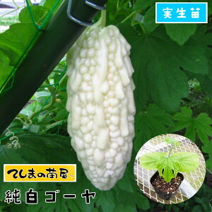 yĂ܂̕cz S[c S[ c 9cm|bg ylCz