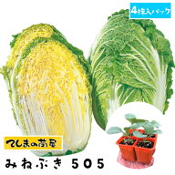 【てしまの苗】 ハクサイ苗 みねぶき505 4株入りパック 白菜 葉菜苗 【人気】