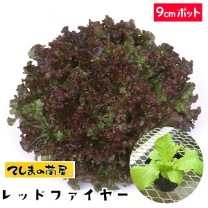 �y�Ă��܂̕c�z ���^�X�c �Ӓ����b�h�t�@�C���[ �t�ؕc 9cm�|�b�g �y�l�C�z