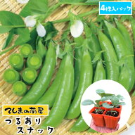 【てしまの苗】 つるありスナック 4株入りパック エンドウ苗 【野菜苗 】 【ガーデニング】 【家庭菜園】
