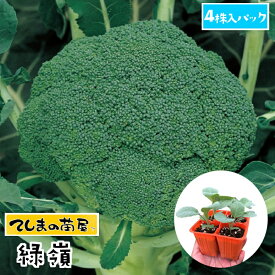 【てしまの苗】 ブロッコリー苗 緑嶺 4株入りパック 葉菜苗 【人気】