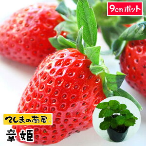 yĂ܂̕cz C`Sc Ђ 6-9cm|bg ylCz