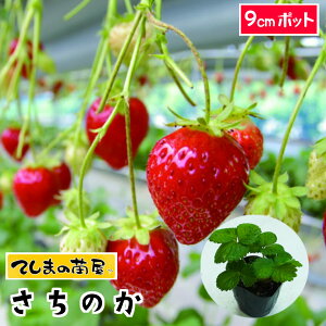 yĂ܂̕cz ̂ 7.5-9cm|bg ylCz