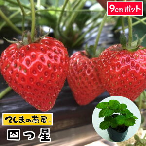 yĂ܂̕cz C`Sc l ڂ 9cm|bg ylCz