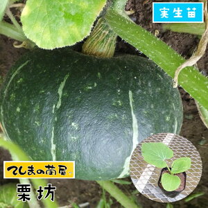 yĂ܂̕cz J{`c IV c 9cm|bg ylCz