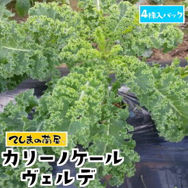 【てしまの苗】ケール苗 カリーノケールヴェルデ 4株入りパック 葉菜苗 【人気】