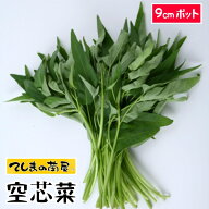 【てしまの苗】空芯菜 クウシンサイ エンサイ 実生苗 9cmポット 【人気】