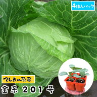 【てしまの苗】 キャベツ苗 金系201号 4株入りパック 葉菜苗 【人気】