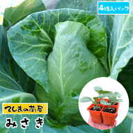 【てしまの苗】 キャベツ苗 みさき 4株入りパック 葉菜苗 【人気】
