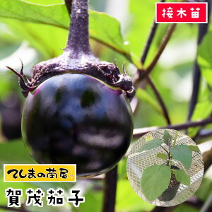 yĂ܂̕cz iXc ۃiX Ή֎q fږؕc 9cm|bgylCz