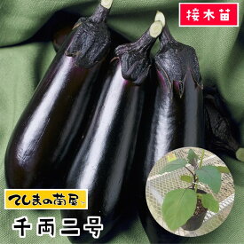 【てしまの苗】 ナス苗 千両二号 断根接木苗 9cmポット