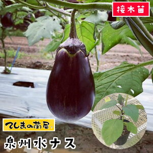 yĂ܂̕cz iXc BiX fږؕc 9cm|bgylCz