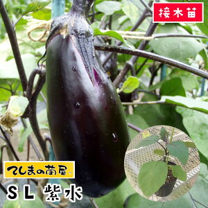 yĂ܂̕cz iXc iX SL fږؕc 9cm|bgylCz