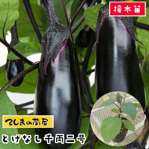 yĂ܂̕cz iXc ƂȂ痼 fږؕc 9cm|bg