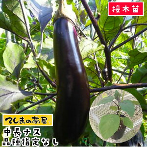 yĂ܂̕cz iXc iX fږؕc 9cm|bg i͑Iׂ܂