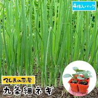 【てしまの苗】 ネギ苗 九条細ネギ 4株入りパック 葉菜苗 【人気】
