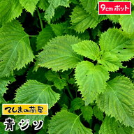 【てしまの苗】 青ジソ 実生苗 9cmポット
