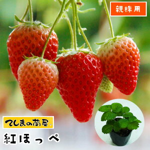 yepC`Scz gق 6-9cm|bg ylCz