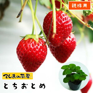 yepC`Scz ƂƂ 9cm|bg ylCz