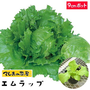 yĂ܂̕cz ʃ^Xc Gbv231 9cm|bg tؕc ylCz