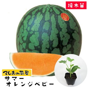 yĂ܂̕cz ʃXCJc T}[IWxr[ fږؕc 9cm|bg ylCz