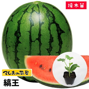 yĂ܂̕cz XCJc ȉ fږؕc 9cm|bg ylCz