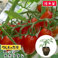 【てしまの苗】 ミニトマト苗 ロッソナポリタン 断根接木苗 9cmポット 野菜苗 プチトマト 【人気】