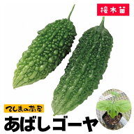 【てしまの苗】 ゴーヤ苗 あばしゴーヤ 断根接木苗 9cmポット 【人気】