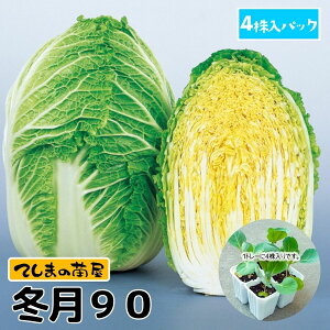 yĂ܂̕cz nNTCc ~90 4pbN@tؕc