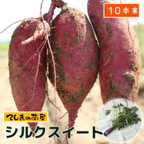 楽天市場】紅はるか シルクスイート 苗の通販