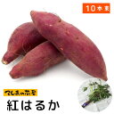 【てしまの苗】 さつまいも苗（イモヅル） 紅はるか 1束10本入り サツマイモ 品種登録番号：第19255号 登録品種名：べにはるか 海外持出禁止