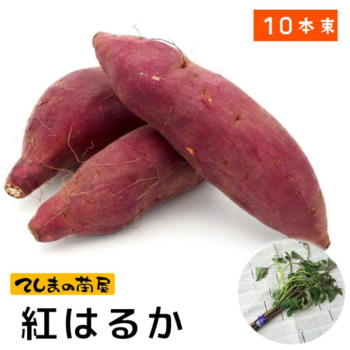 楽天市場】【てしまの苗】 さつまいも苗（イモヅル） 紅はるか 1束10本 