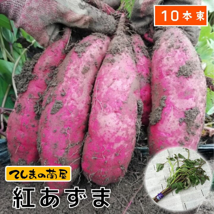 紅あずま芋苗1000本セール すべっ