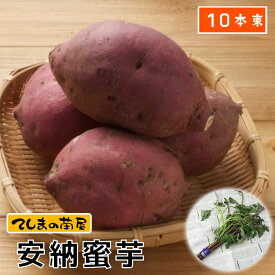 【てしまの苗】 さつまいも苗（イモヅル） 安納蜜芋 1束10本入り サツマイモ