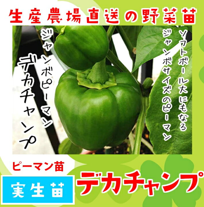 楽天市場 てしまの苗 ピーマン苗 デカチャンプ 実生苗 9cmポット 人気 てしまの苗屋 楽天市場店
