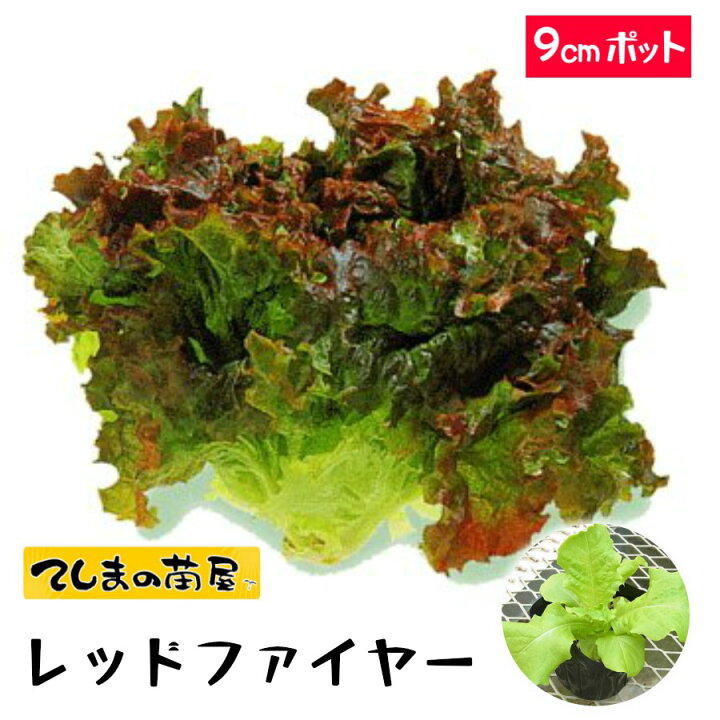 楽天市場 生産農場直送 リーフレタス苗 レッドファイヤー 9cmポット 葉菜苗 人気 てしまの苗屋 楽天市場店