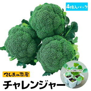 �y�Ă��܂̕c�z�u���b�R���[�c�@�`�������W���[�@4������p�b�N�@�t�ؕc