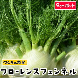 楽天市場 フローレンスフェンネル 苗の通販