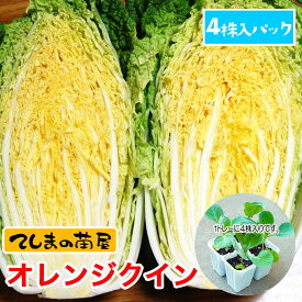 【てしまの苗】ハクサイ苗 オレンジクイン 4株入りパック 葉菜苗