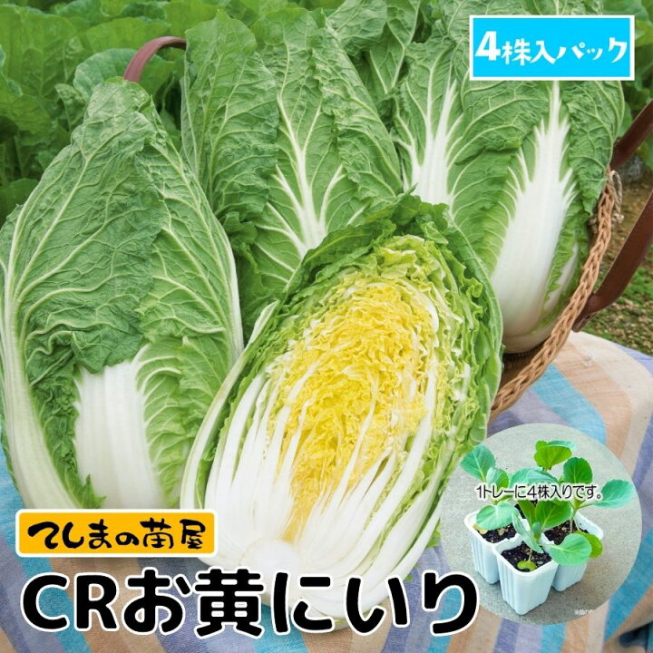 楽天市場】【てしまの苗】 ミニハクサイ苗 CRお黄にいり 4株入りパック 