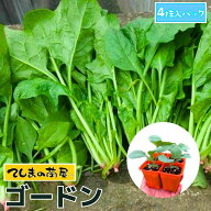 【てしまの苗】ホウレンソウ苗　ゴードン　4株入りパック