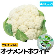 【てしまの苗】カリフラワー苗 オーナメントホワイト 4株入りパック 葉菜苗