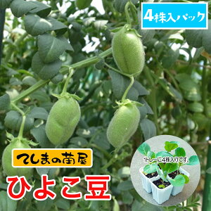 yĂ܂̕cz@Ђ悱@4pbN@c