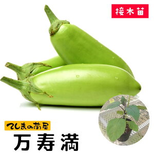 yĂ܂̕cz΃iXc  9cm|bg fږؕc