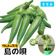 【てしまの苗】オクラ苗 島の唄 9cmポット 実生苗