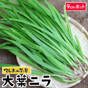 yĂ܂̕cz jc tj 9cm|bg