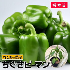 【てしまの苗】ピーマン苗 ちぐさピーマン 9cmポット 断根接木苗