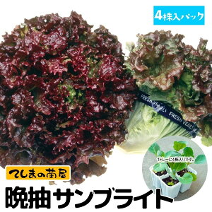 yĂ܂̕czTj[^Xc ӒTuCg 4pbN tؕc