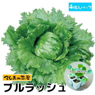 【てしまの苗】 玉レタス苗 ブルラッシュ 4株入りパック